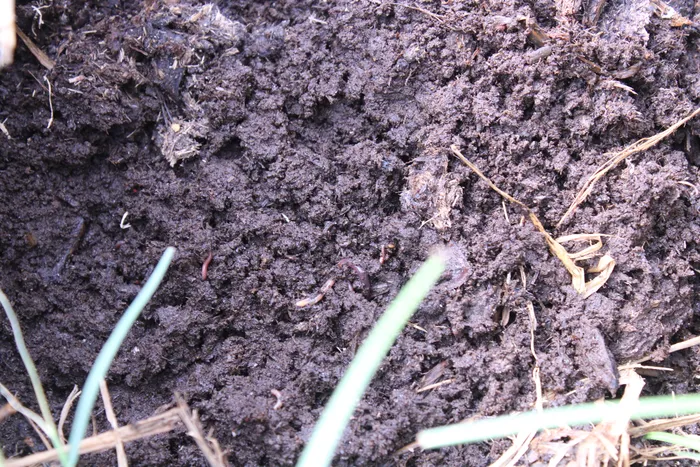 A close-up of dark, crumbly compost.