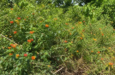 A dense thicket of flowering Lantana.